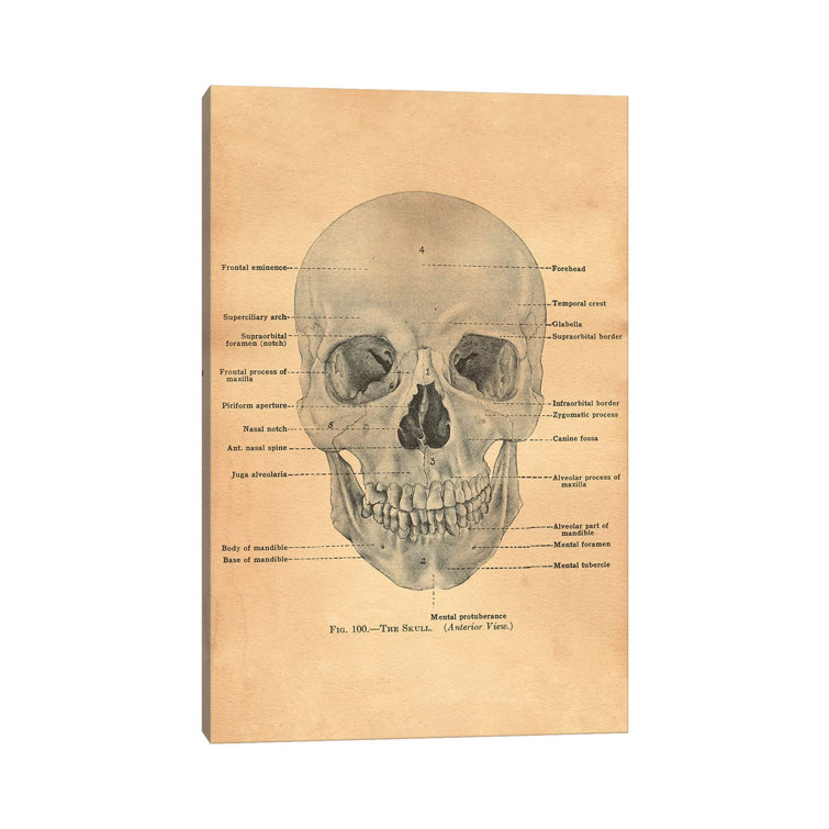 Happy Larry The Skull Diagram | Wayfair.co.uk